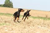 DOBERMANN 065